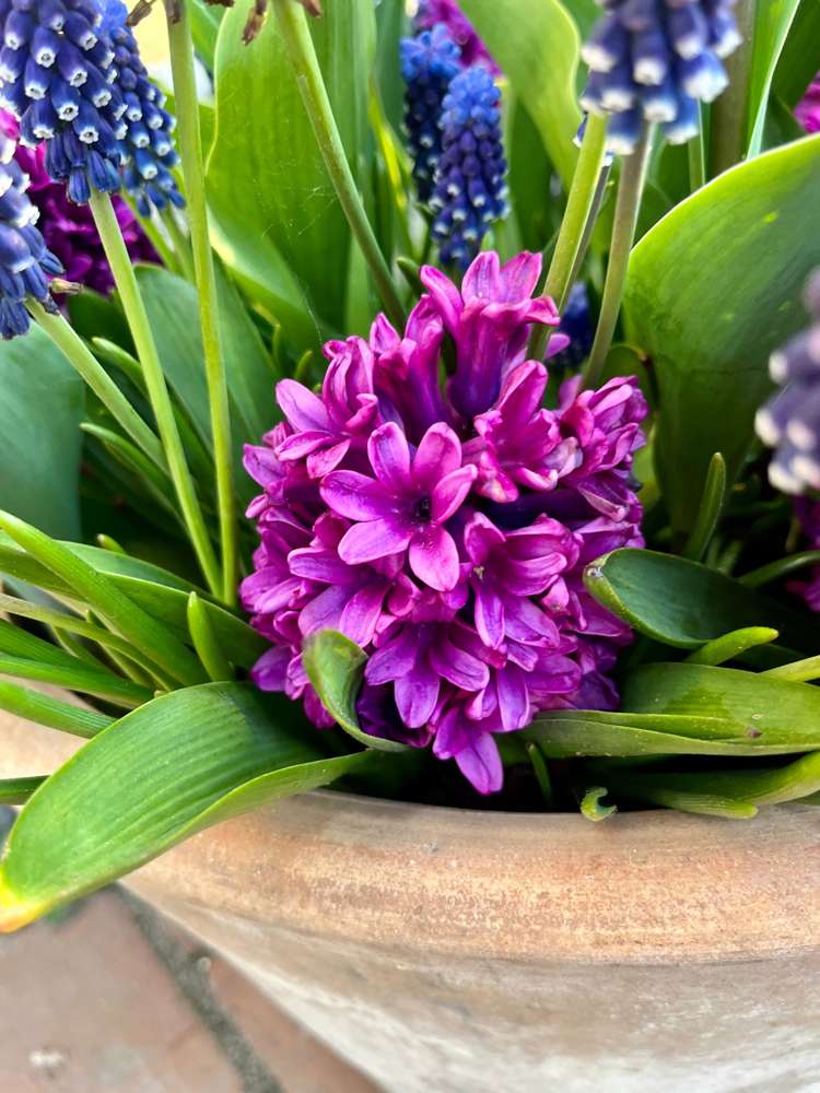 Blumenzwiebel-Kollektion 'Deep Purple'